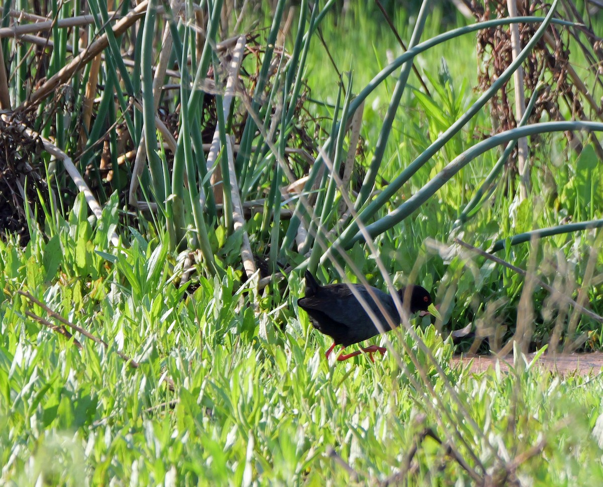Black Crake - ML644049142