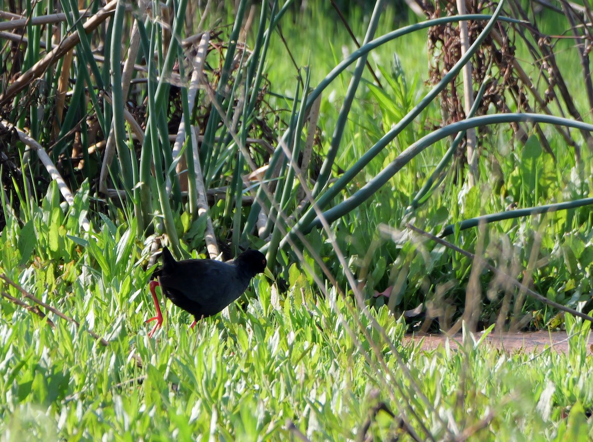 Black Crake - ML644049143