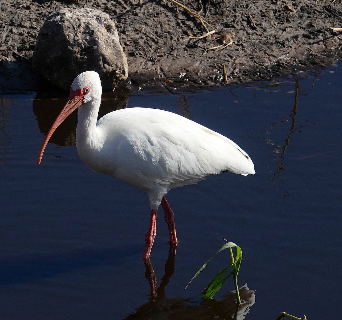 Ibis Blanco - ML644049148