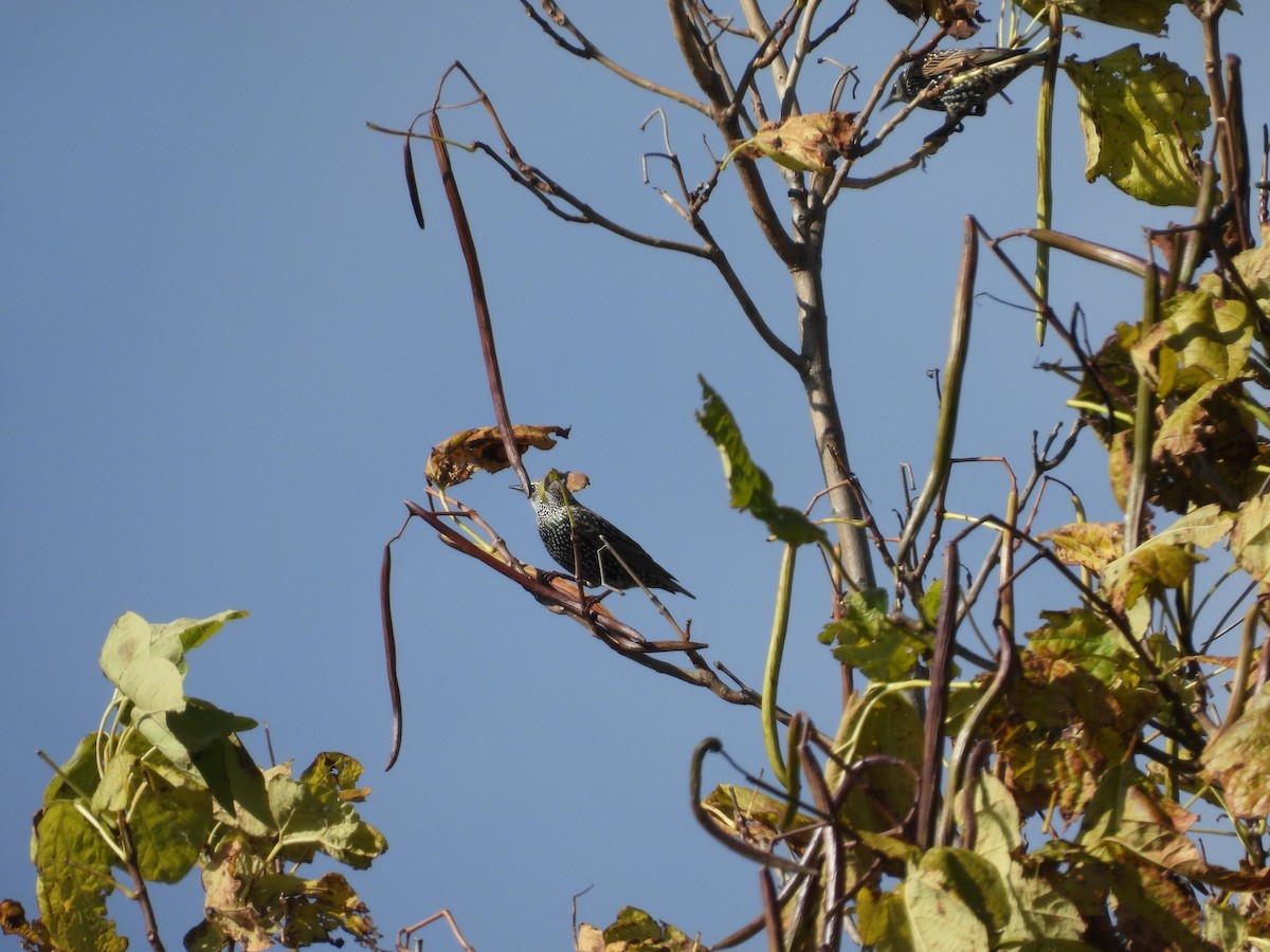 European Starling - ML644049150