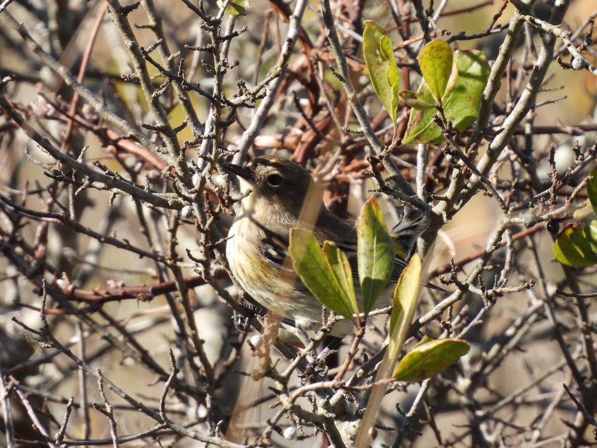 Yellow-rumped Warbler - ML644049159