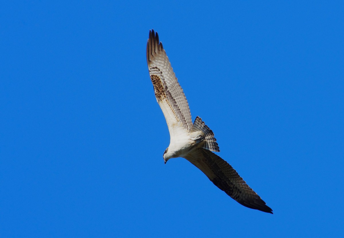 Balbuzard pêcheur - ML644049162