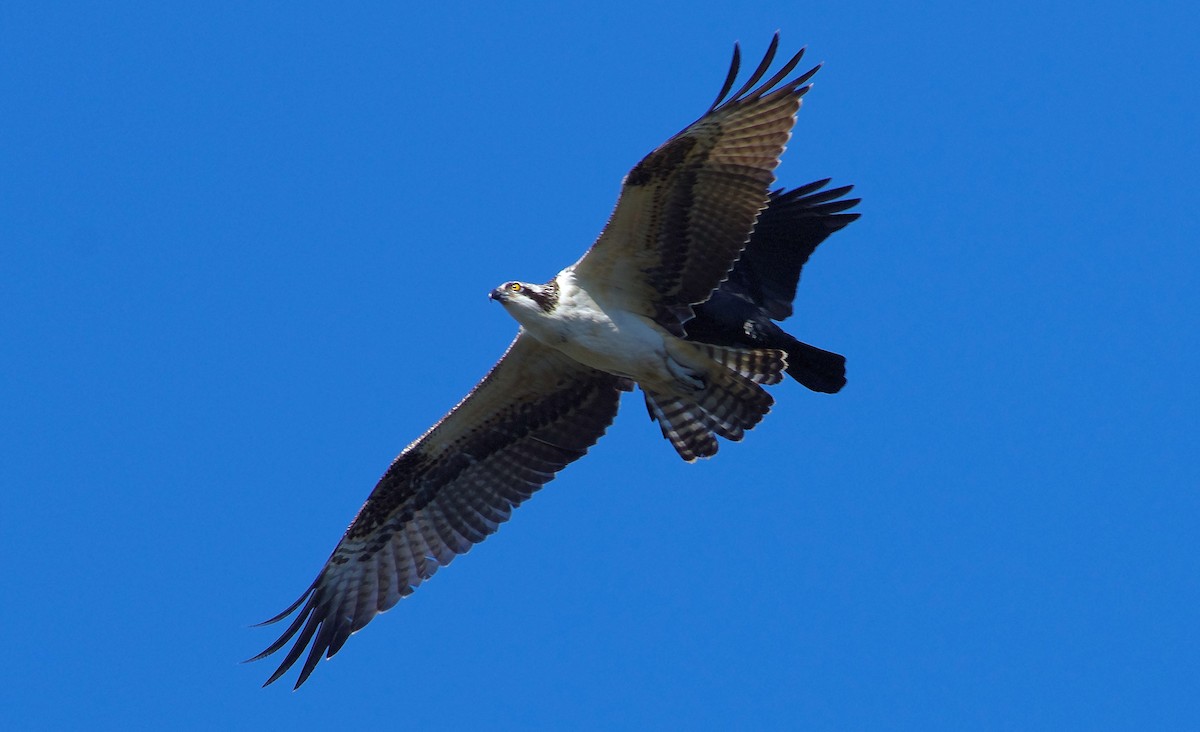 Balbuzard pêcheur - ML644049163