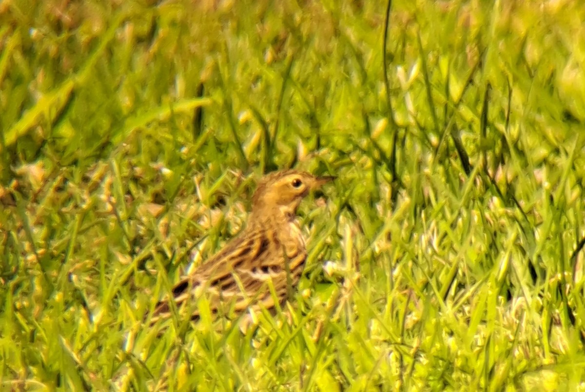 Red-throated Pipit - ML644049215