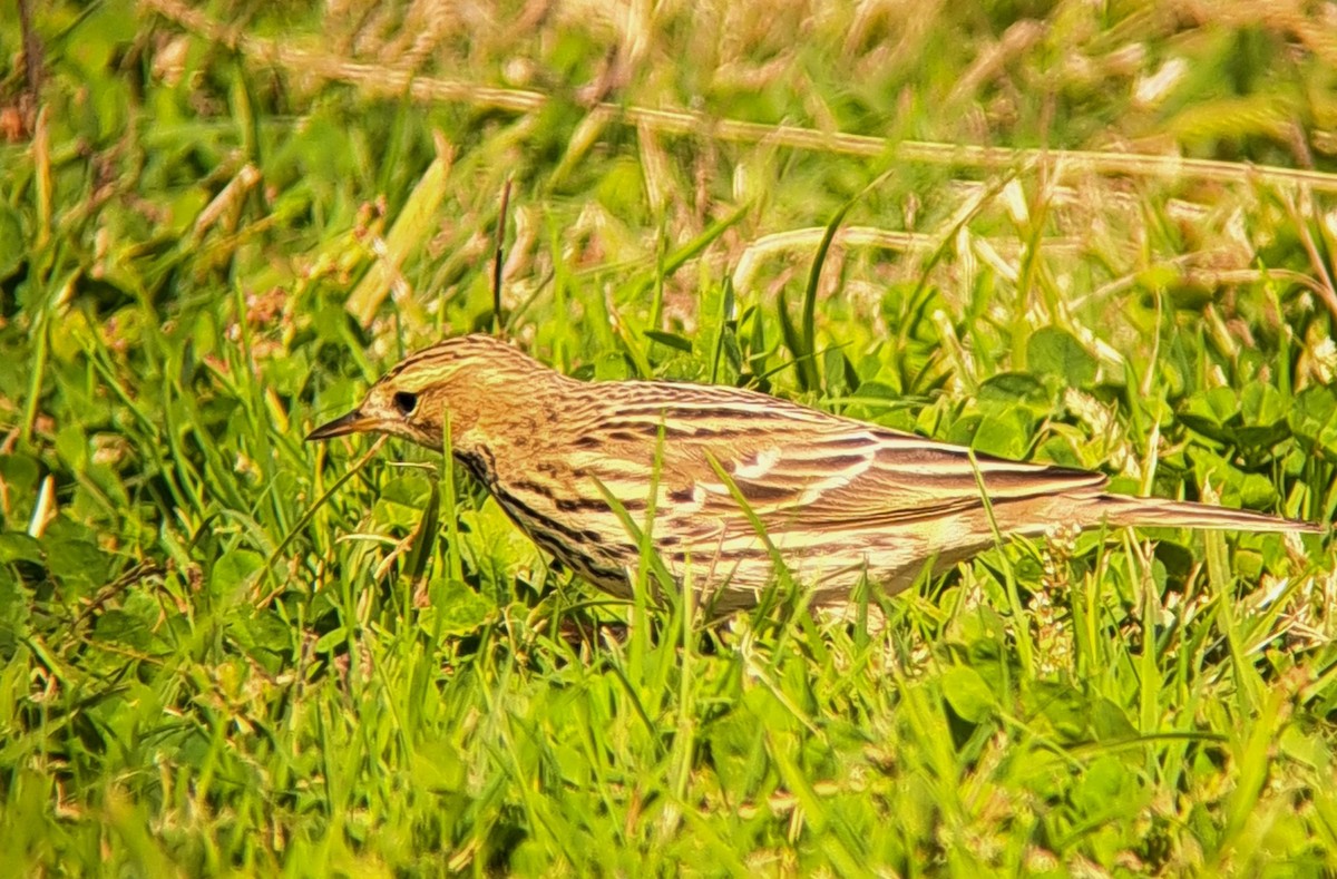 Red-throated Pipit - ML644049216