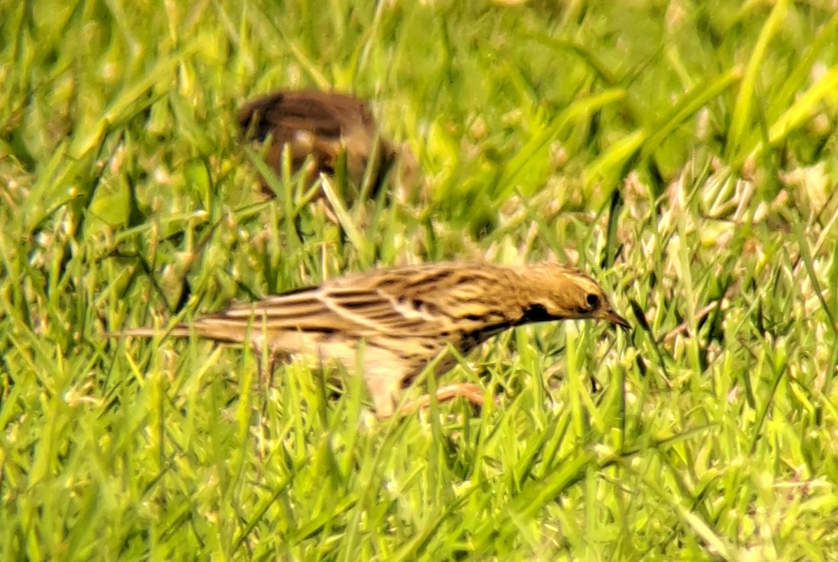 Red-throated Pipit - ML644049217