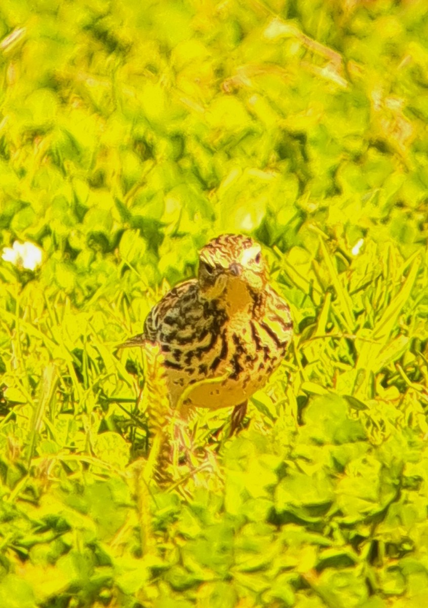 Red-throated Pipit - ML644049218