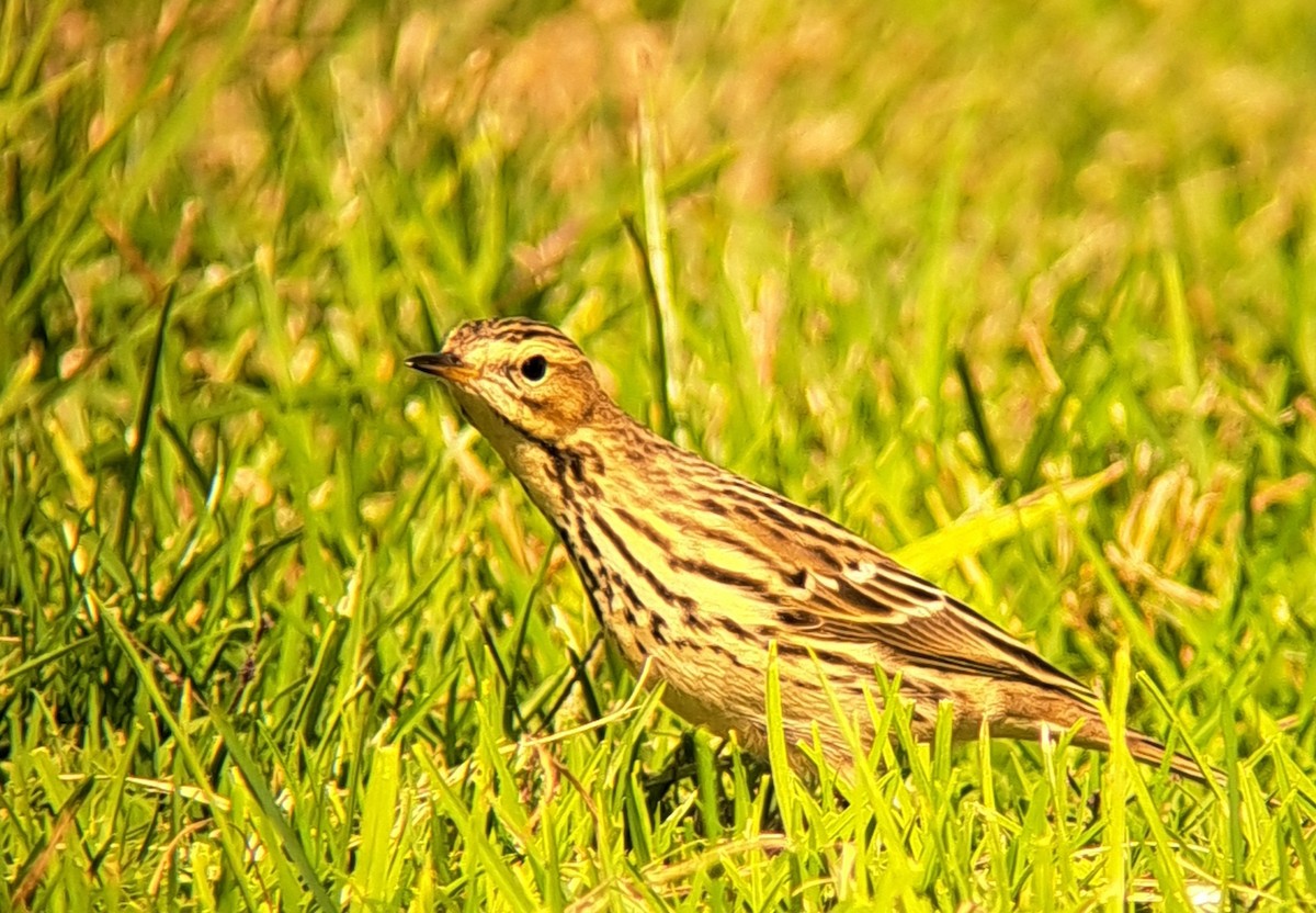 Red-throated Pipit - ML644049219