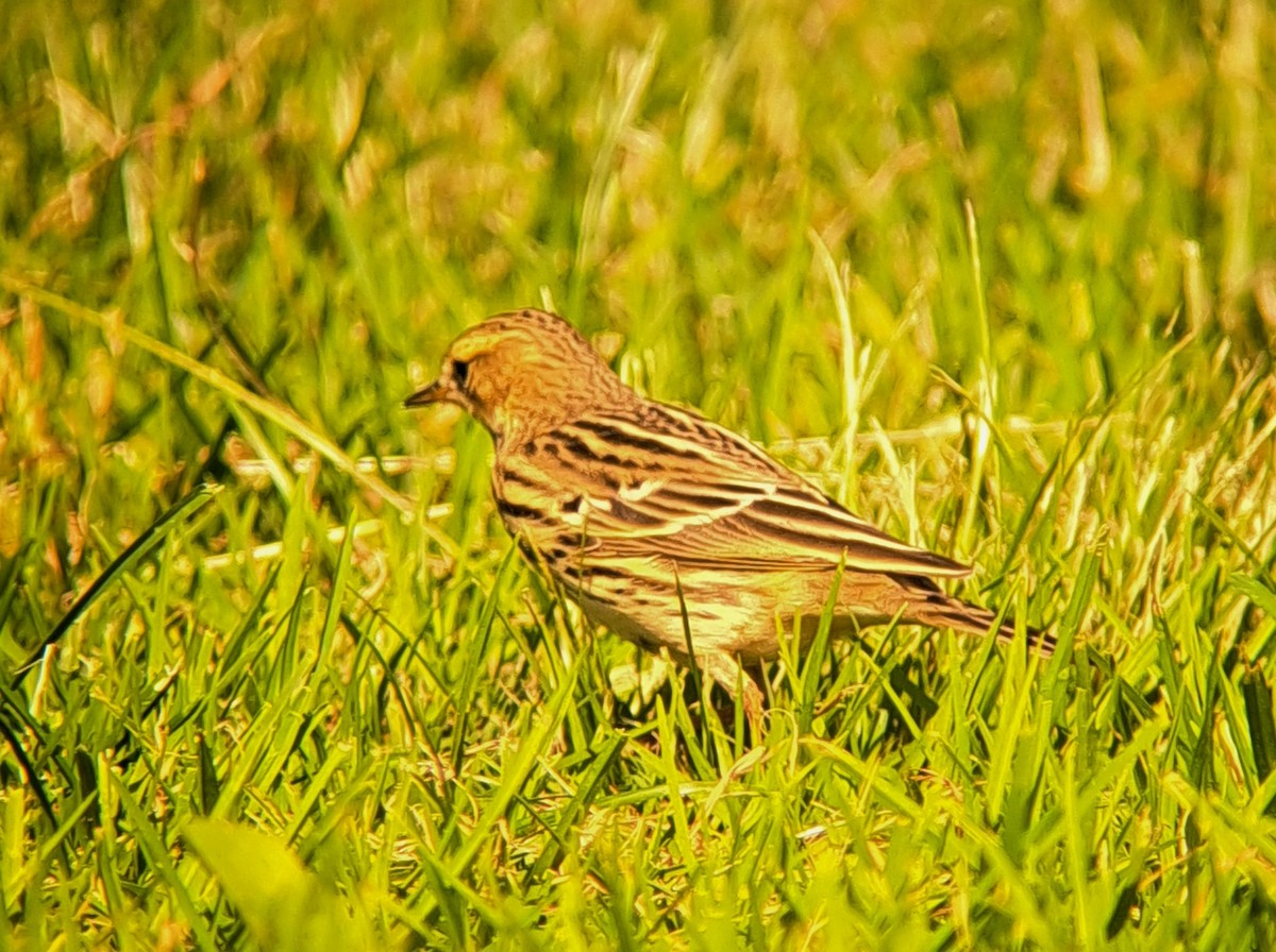 Red-throated Pipit - ML644049220