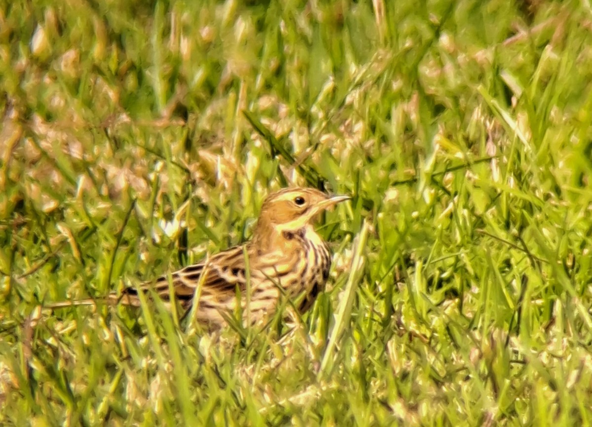 Red-throated Pipit - ML644049221