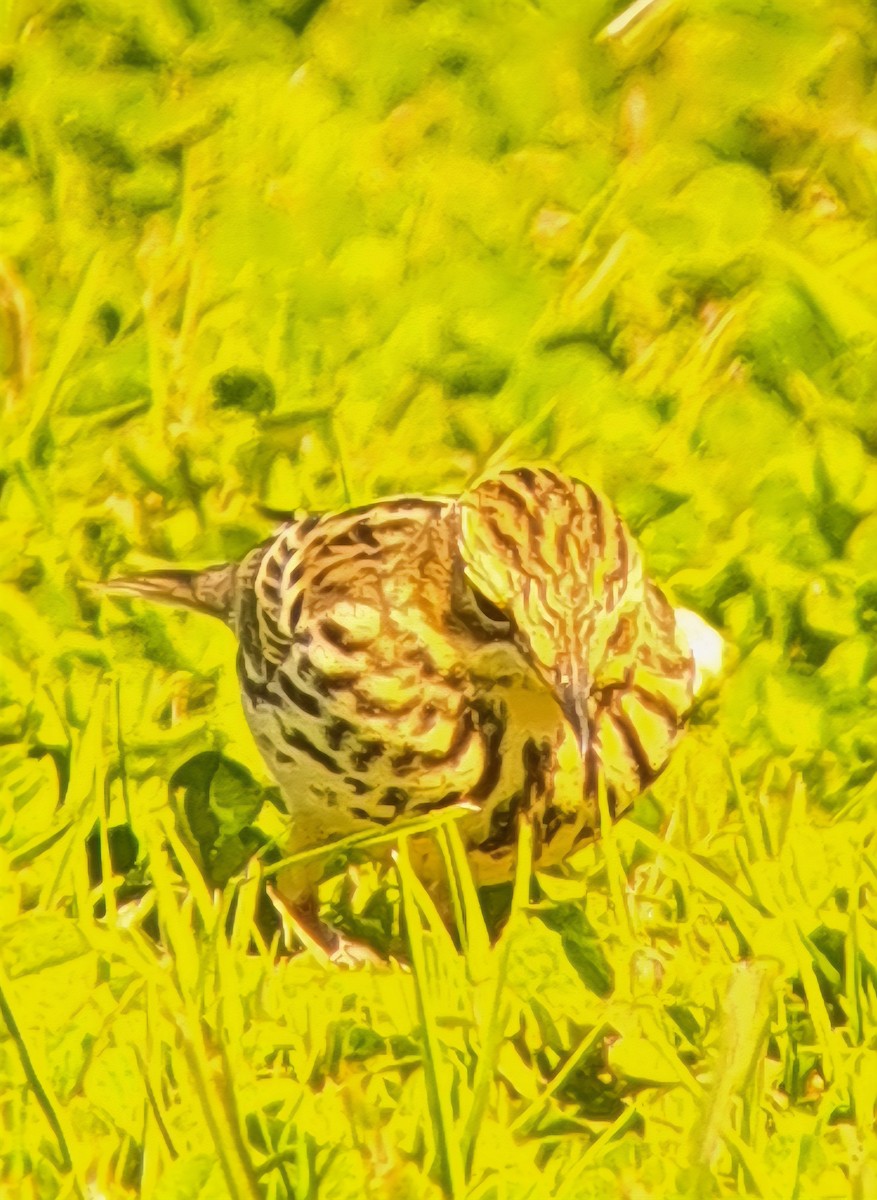 Red-throated Pipit - ML644049222
