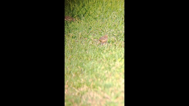 Red-throated Pipit - ML644049227