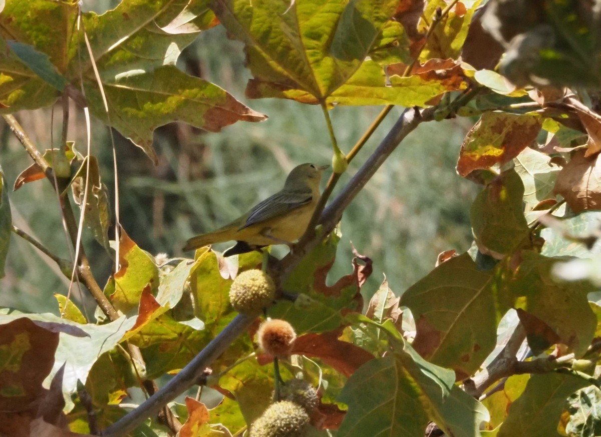 Paruline jaune - ML644049231