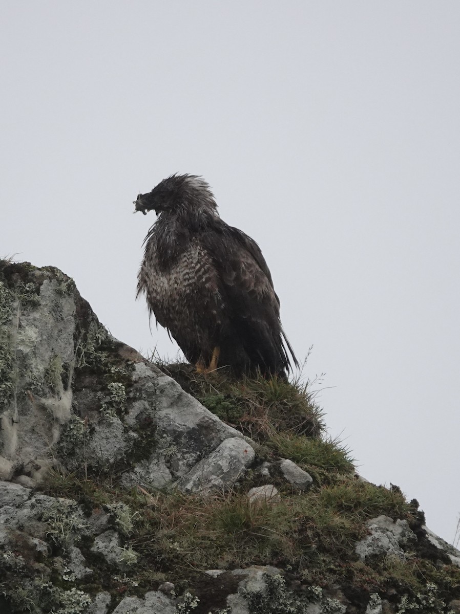 Common Buzzard - ML644049235
