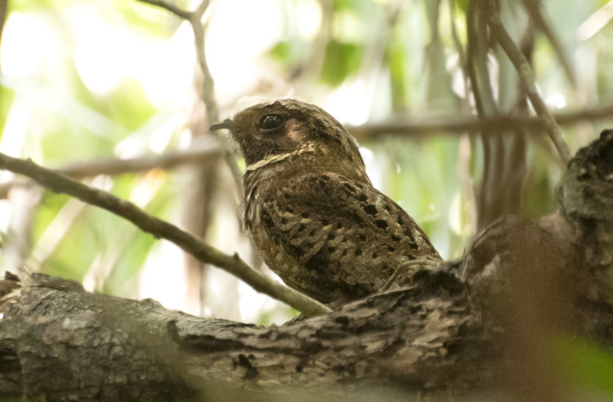 Rufous Nightjar - ML644049254
