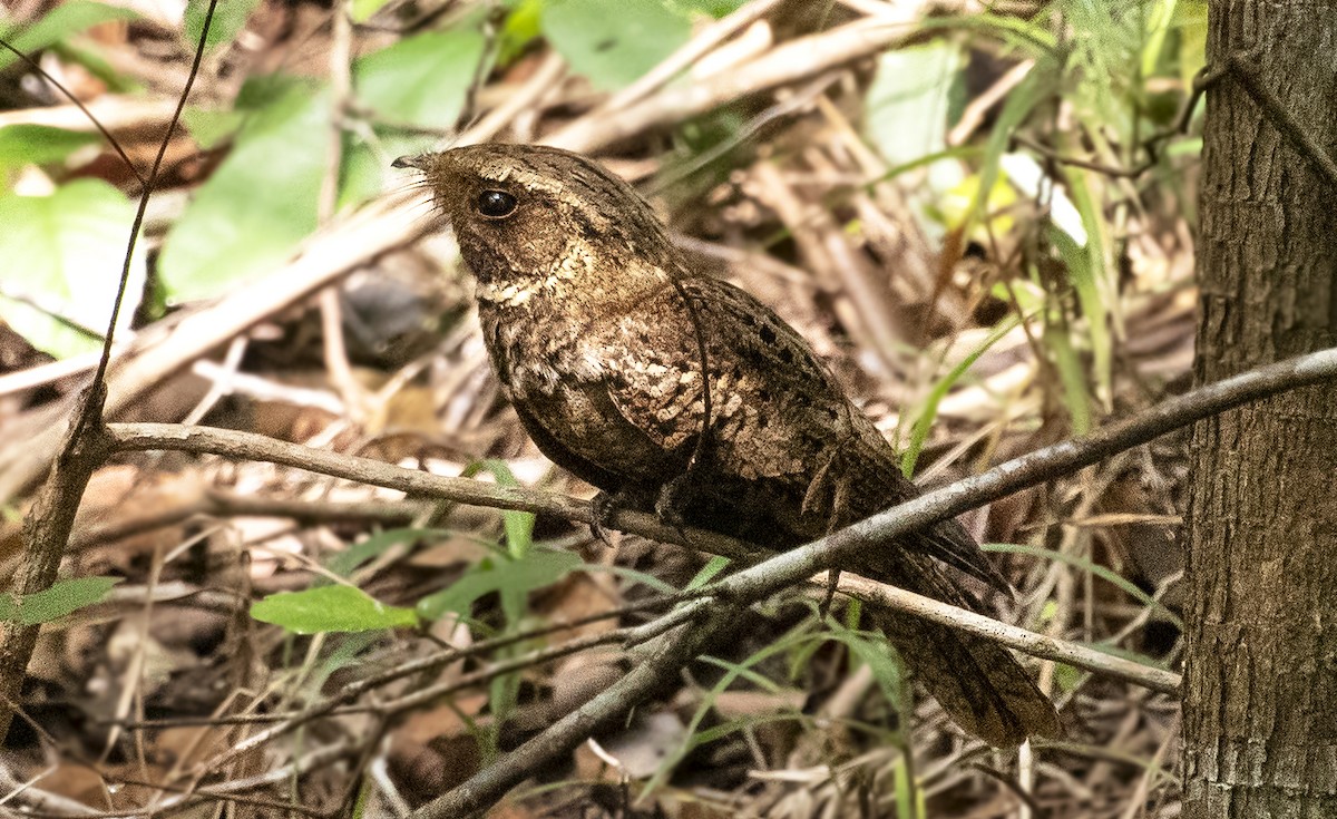 Rufous Nightjar - ML644049255