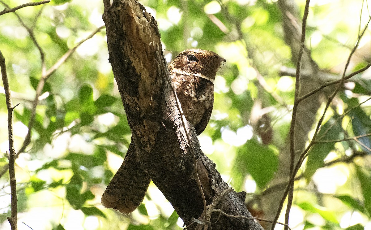 Rufous Nightjar - ML644049256