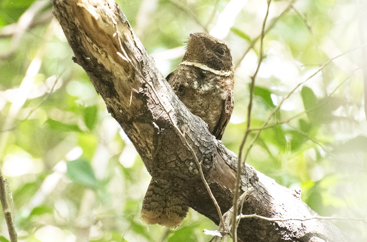 Rufous Nightjar - ML644049257