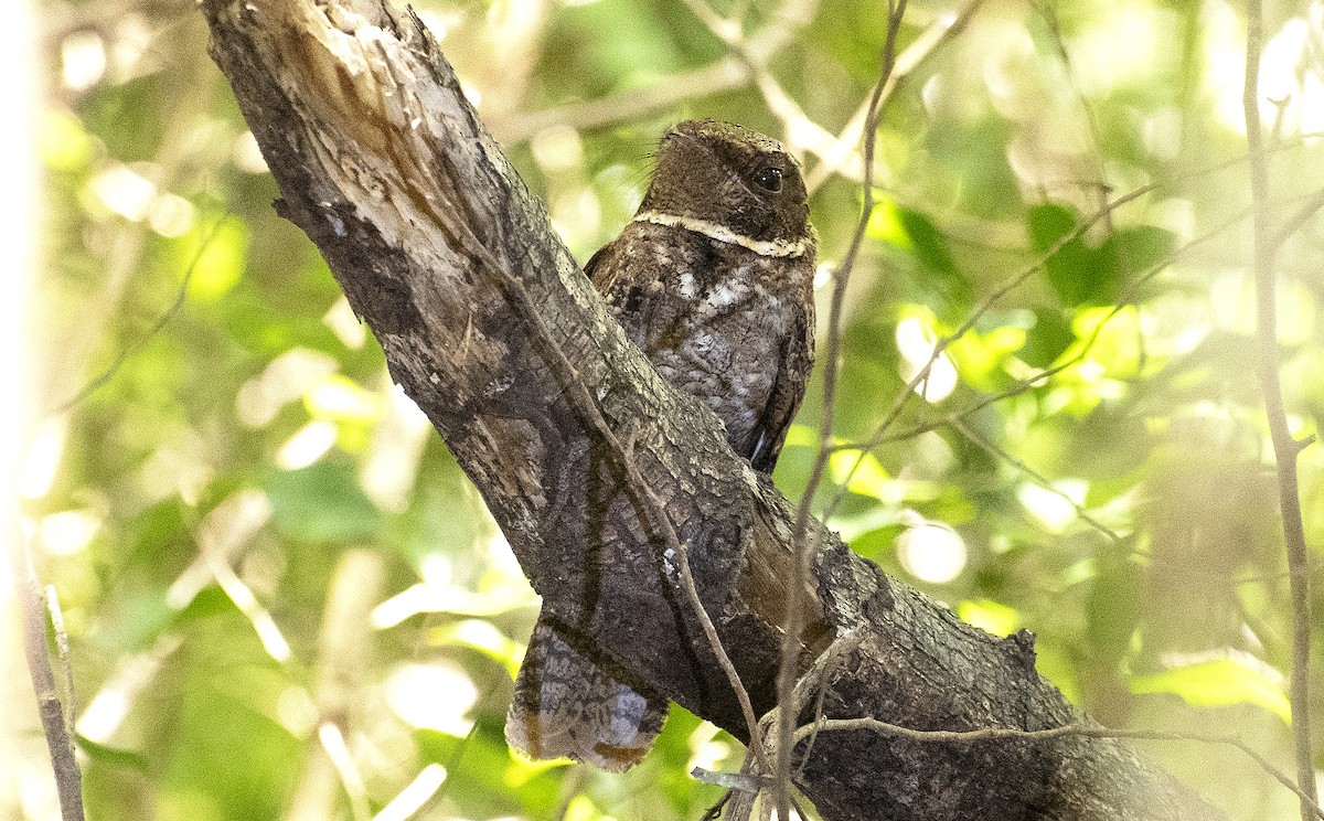 Rufous Nightjar - ML644049258