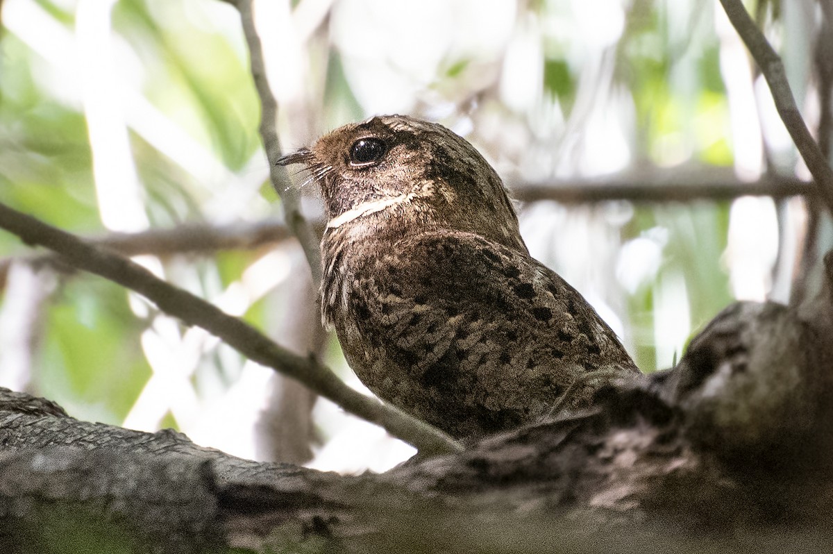 Rufous Nightjar - ML644049261