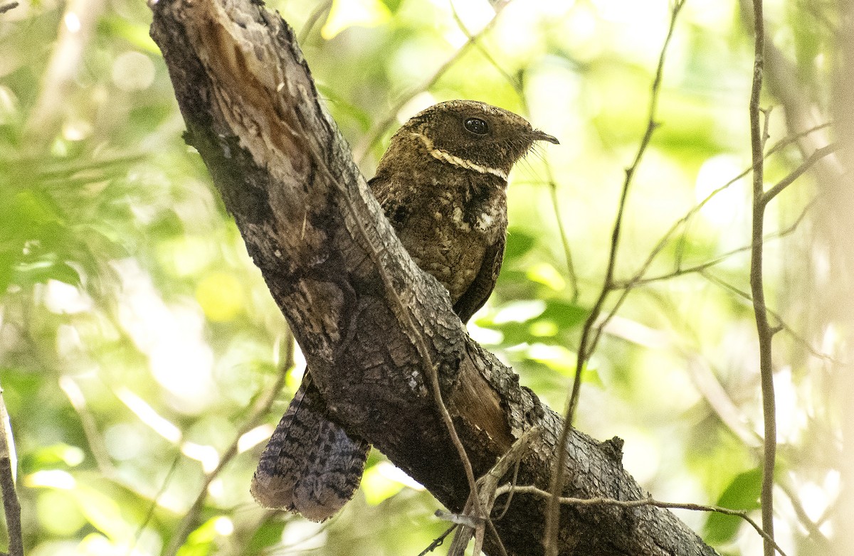 Rufous Nightjar - ML644049262