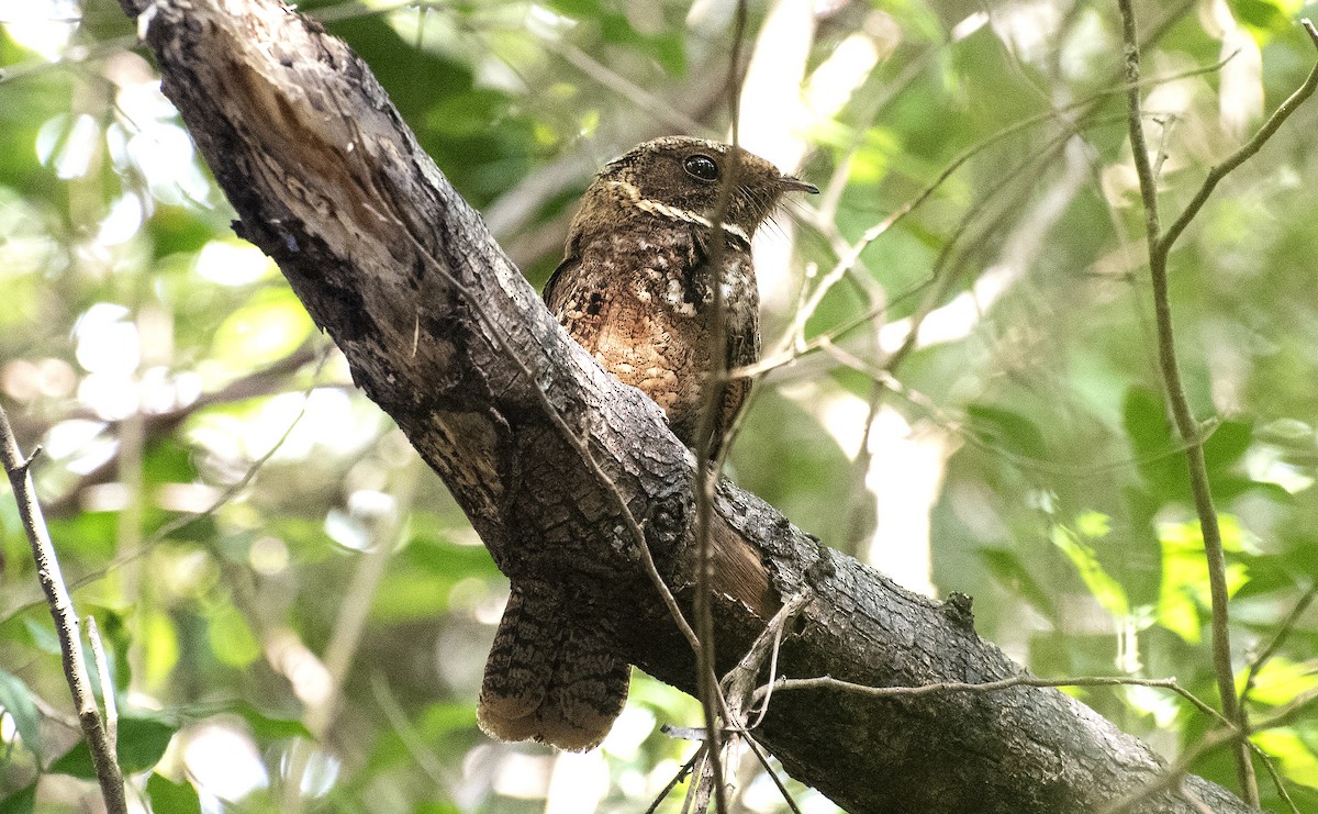 Rufous Nightjar - ML644049263