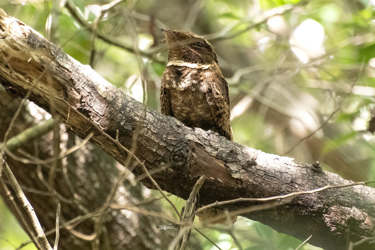 Rufous Nightjar - ML644049264