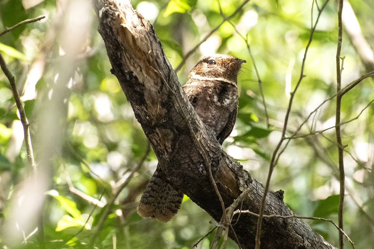 Rufous Nightjar - ML644049265