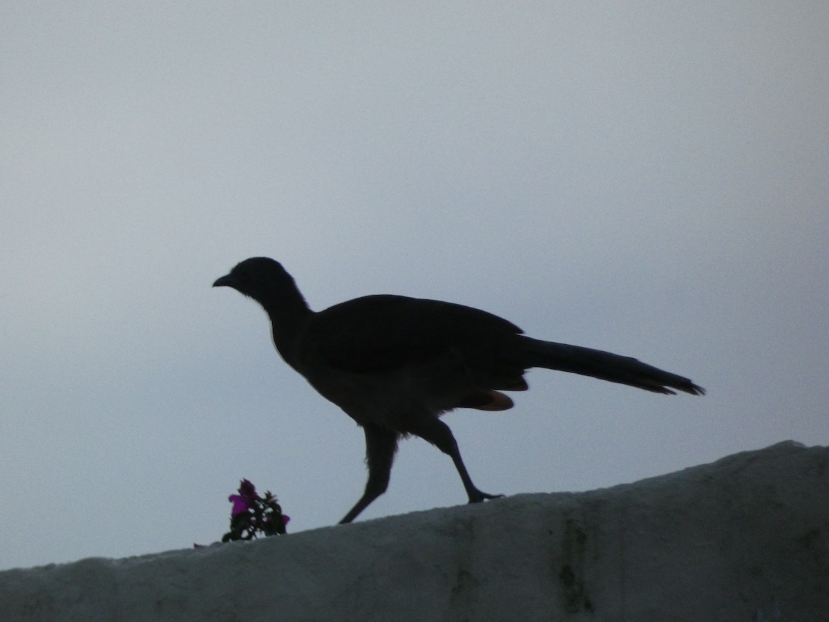 Gray-headed Chachalaca - ML644049271