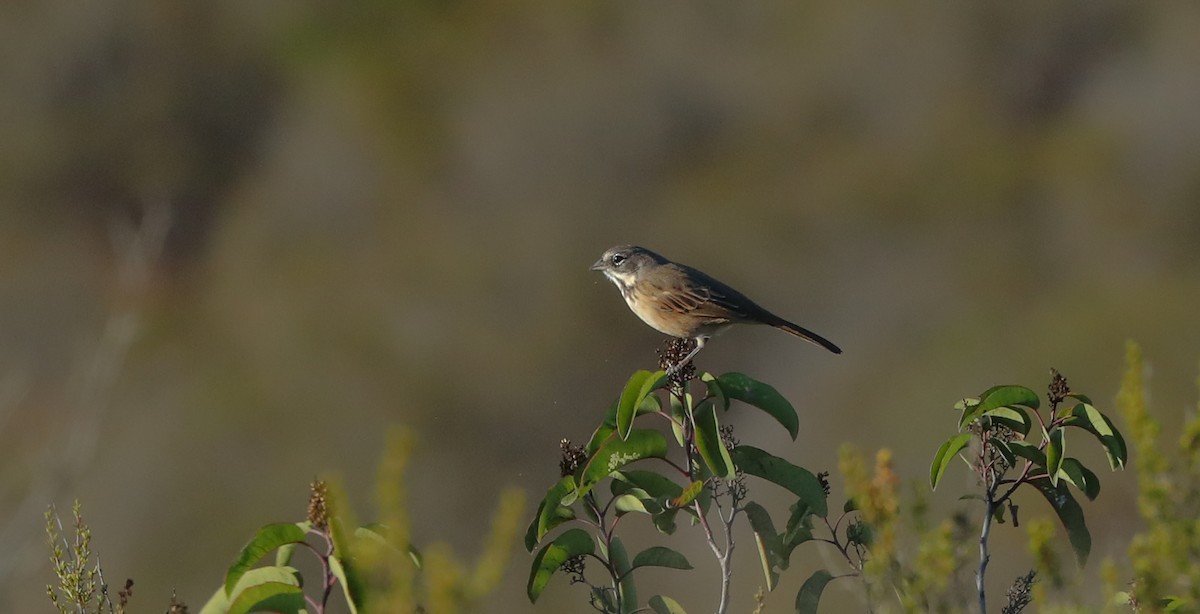 Bruant de Bell (belli) - ML644049302