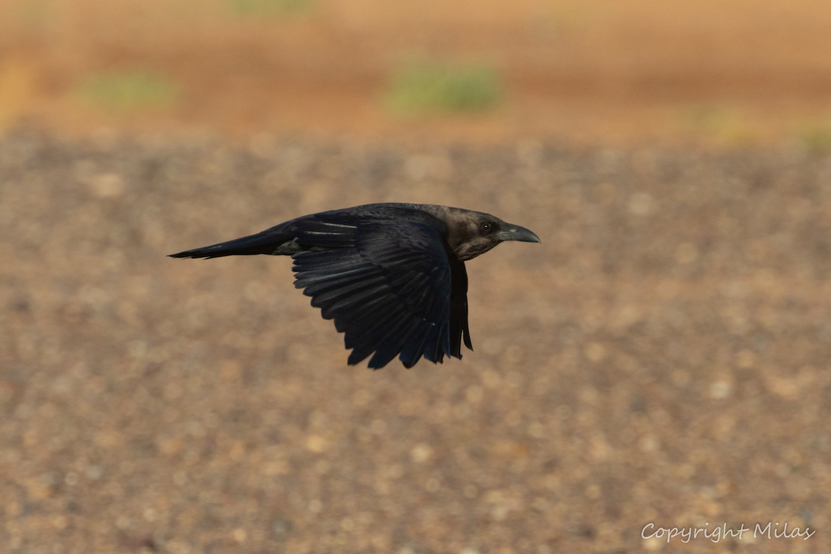 Corbeau brun - ML644049303