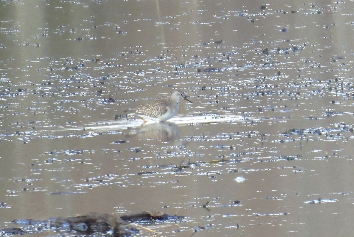 Lesser Yellowlegs - ML644049308