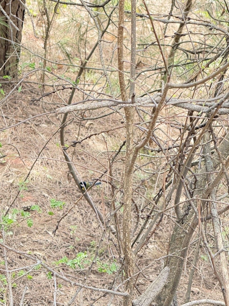 Green-backed Tit - ML644049335