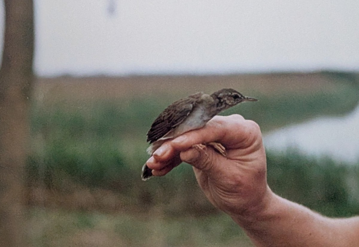Pleske's Grasshopper Warbler - ML644049336