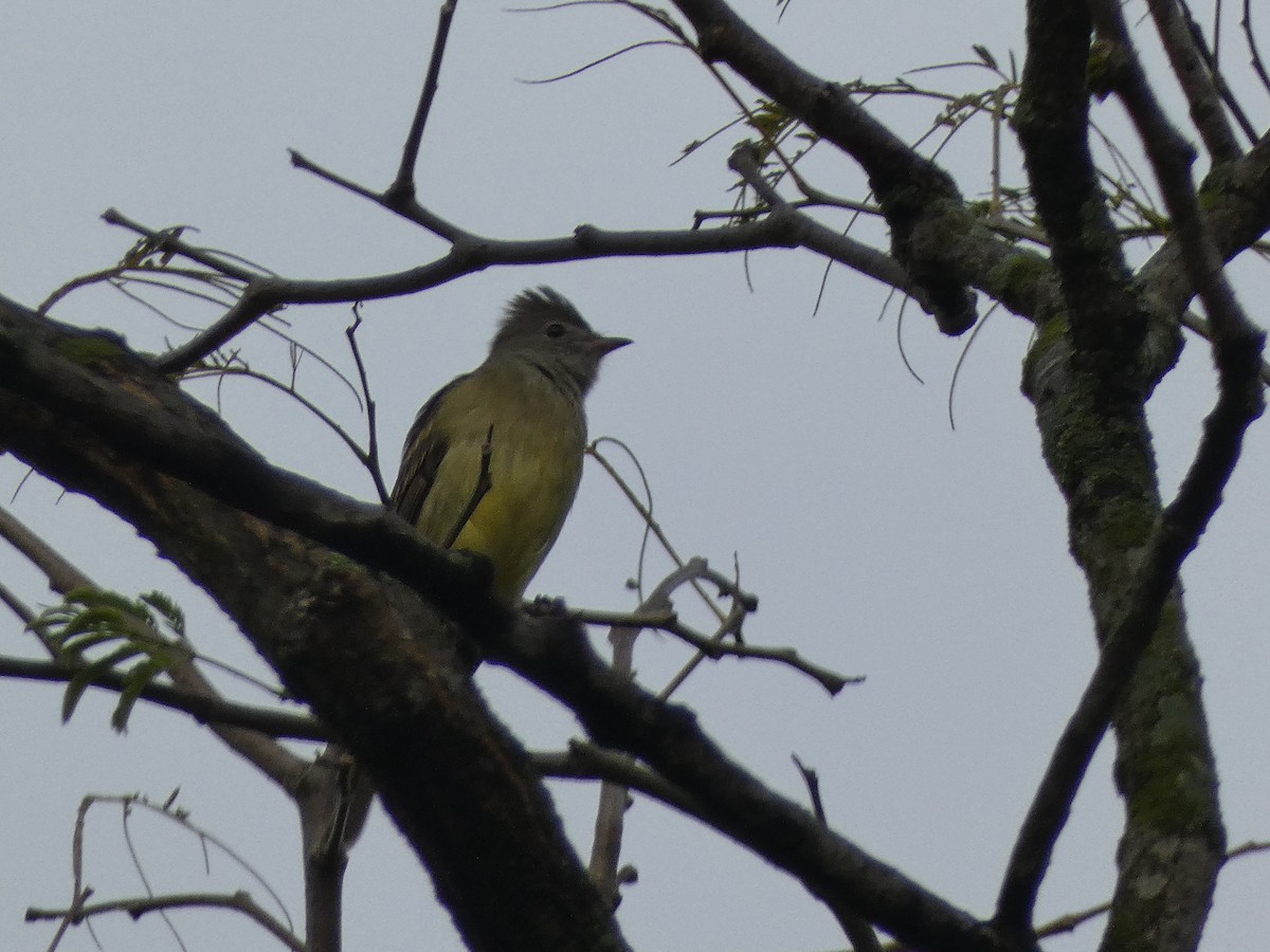 Yellow-bellied Elaenia - ML644049343