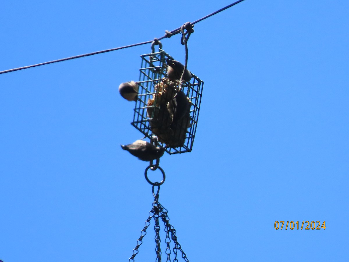 Pygmy Nuthatch - ML644049346