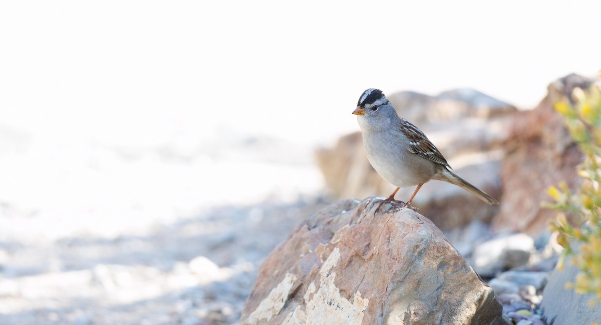 White-crowned Sparrow (Gambel's) - ML644049356