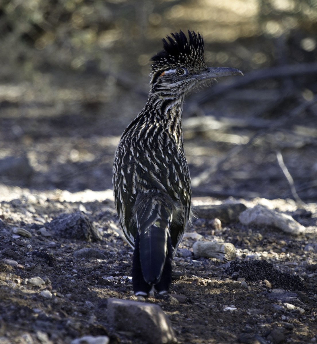 Greater Roadrunner - ML644049365