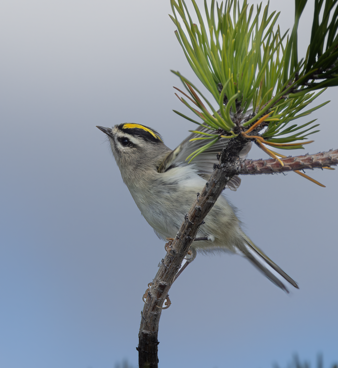 Golden-crowned Kinglet - ML644049367