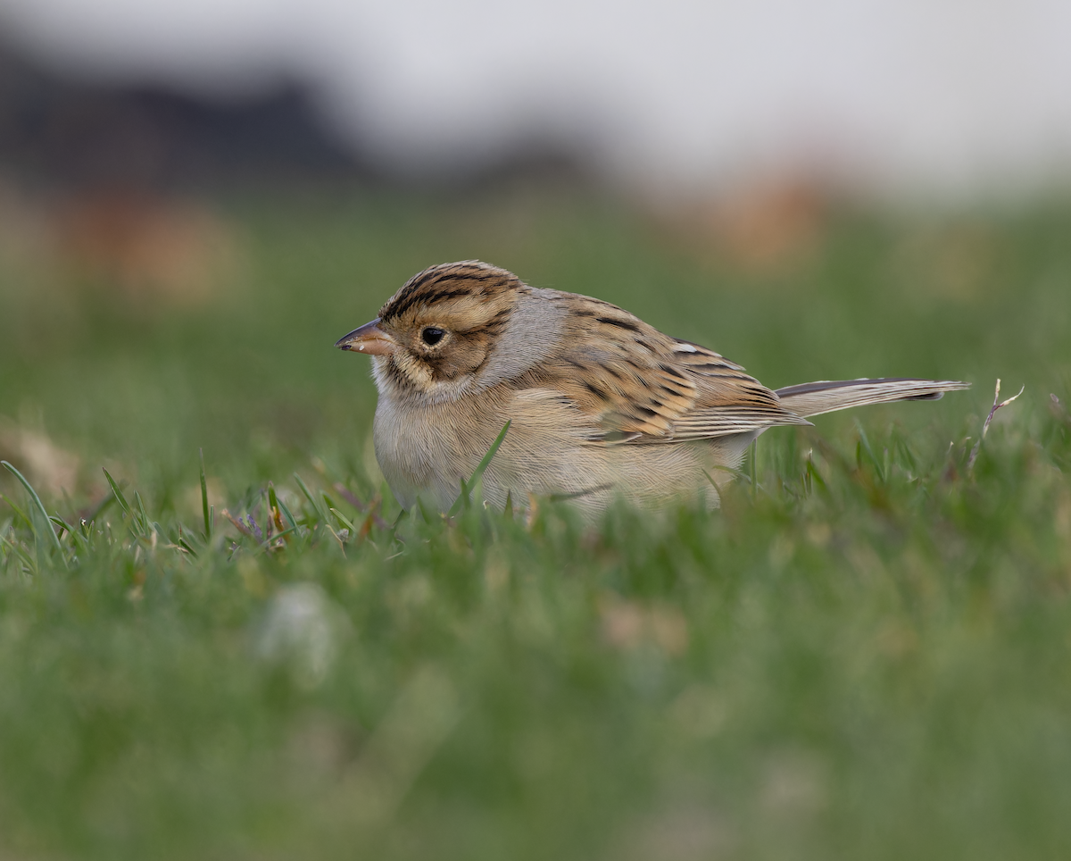 Clay-colored Sparrow - ML644049370