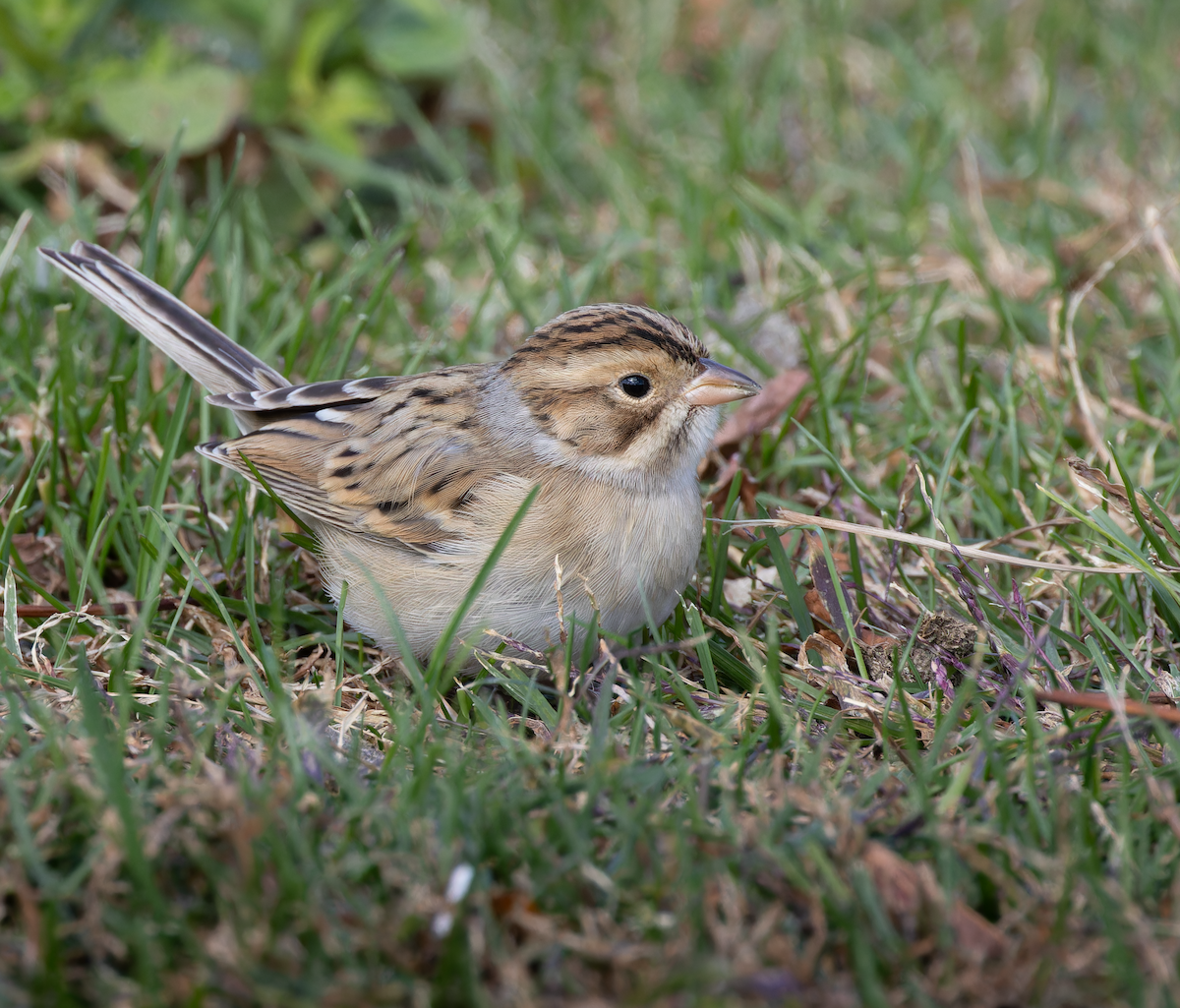 Clay-colored Sparrow - ML644049371