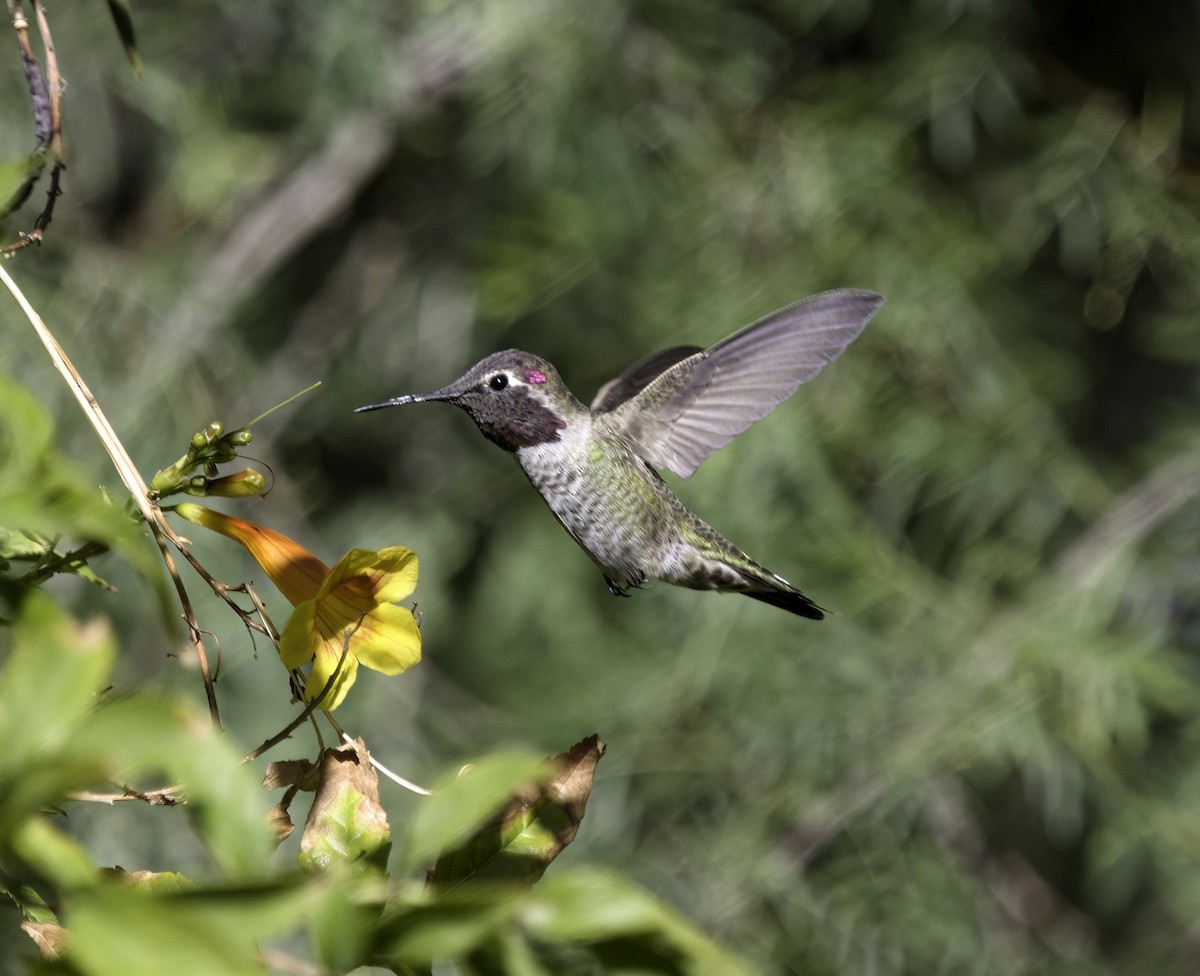 Anna's Hummingbird - ML644049372