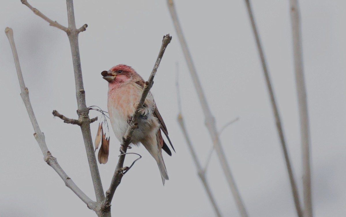 Purple Finch - ML644049375