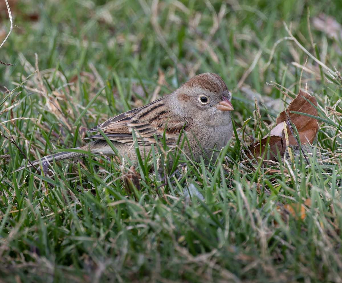 Field Sparrow - ML644049376