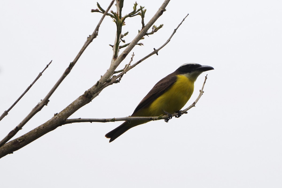 Boat-billed Flycatcher - ML644049378