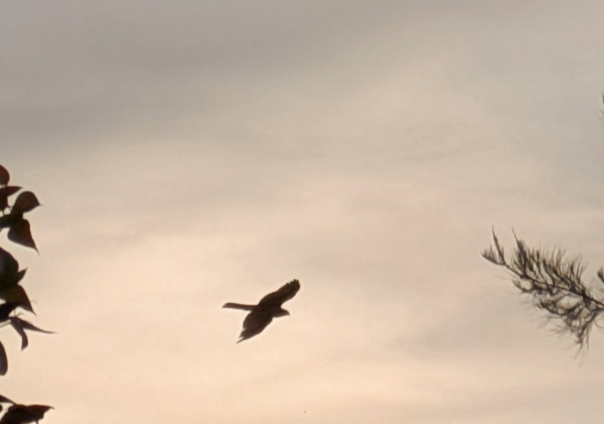 Collared Sparrowhawk - ML644049384
