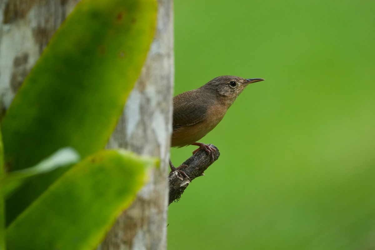 Southern House Wren - ML644049386