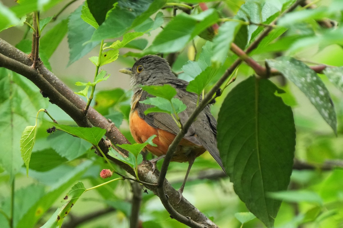 Rufous-bellied Thrush - ML644049389