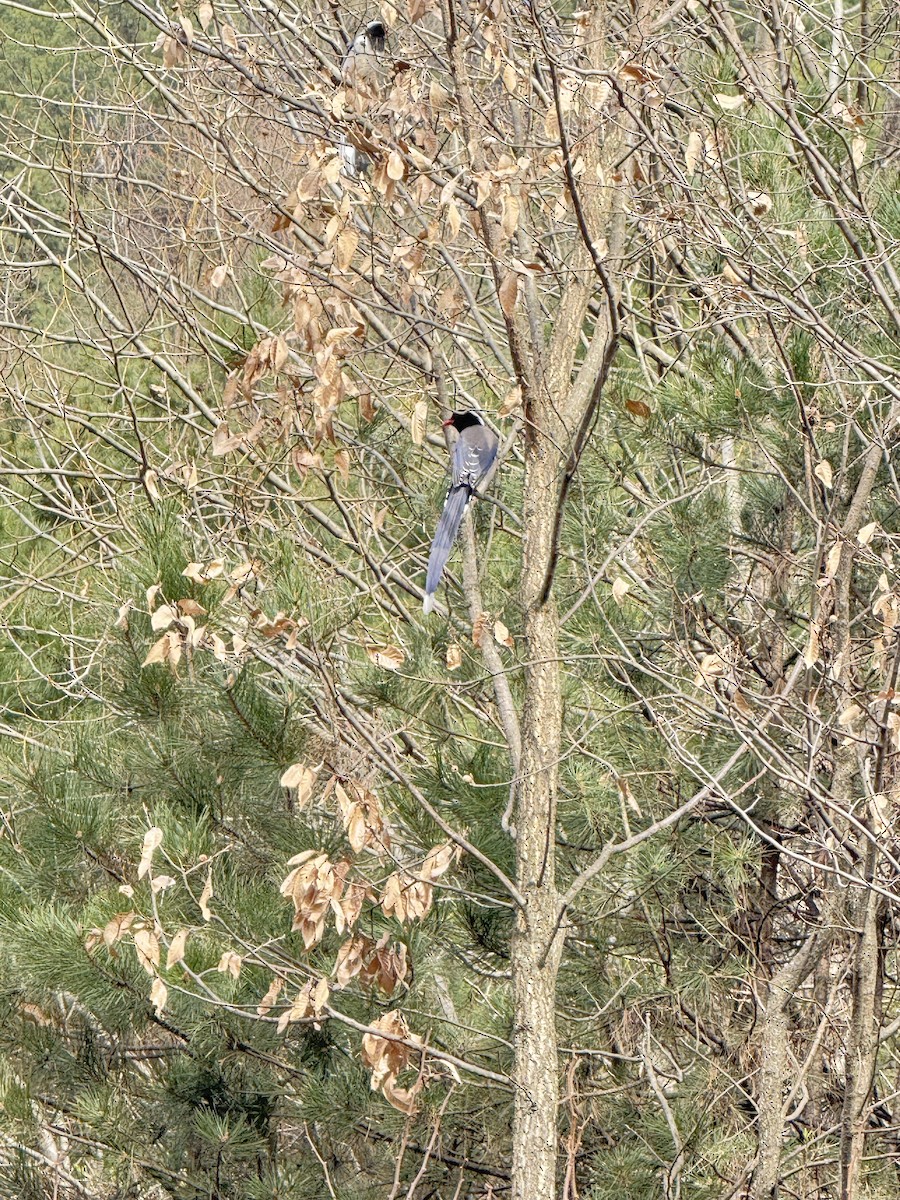 Red-billed Blue-Magpie - ML644049402