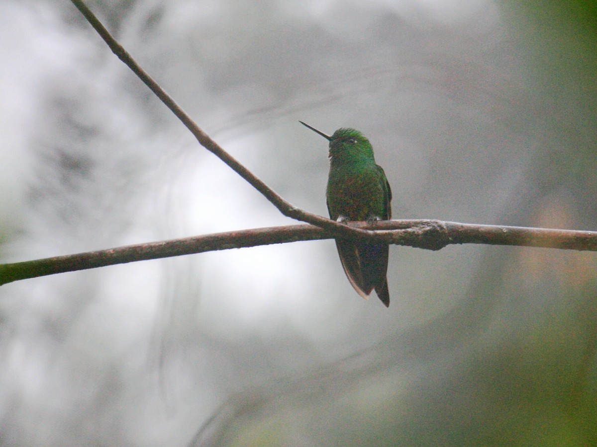Coppery-bellied Puffleg - ML644049432